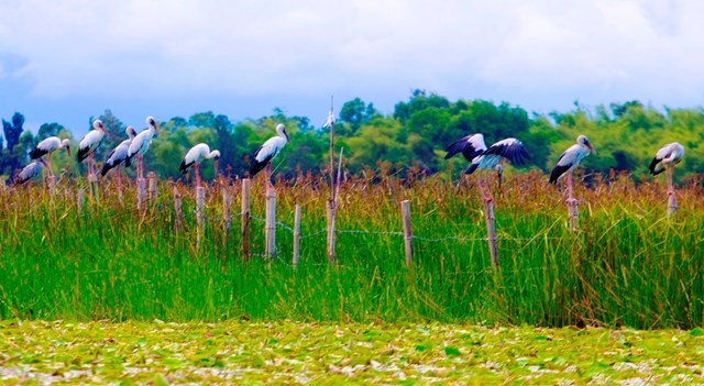Thousands of rare storks flock to water hyacinth river in Vietnam Stunning scene as thousands of rare storks flock Say swamp, central Vietnam