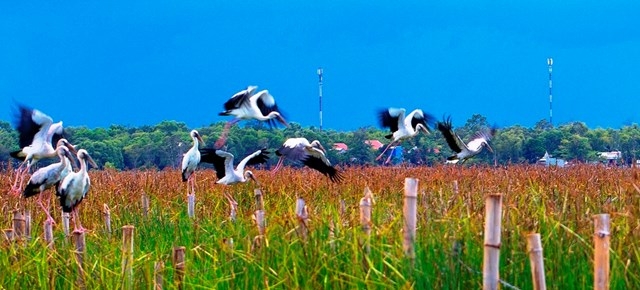 Thousands of rare storks flock to water hyacinth river in Vietnam Stunning scene as thousands of rare storks flock Say swamp, central Vietnam