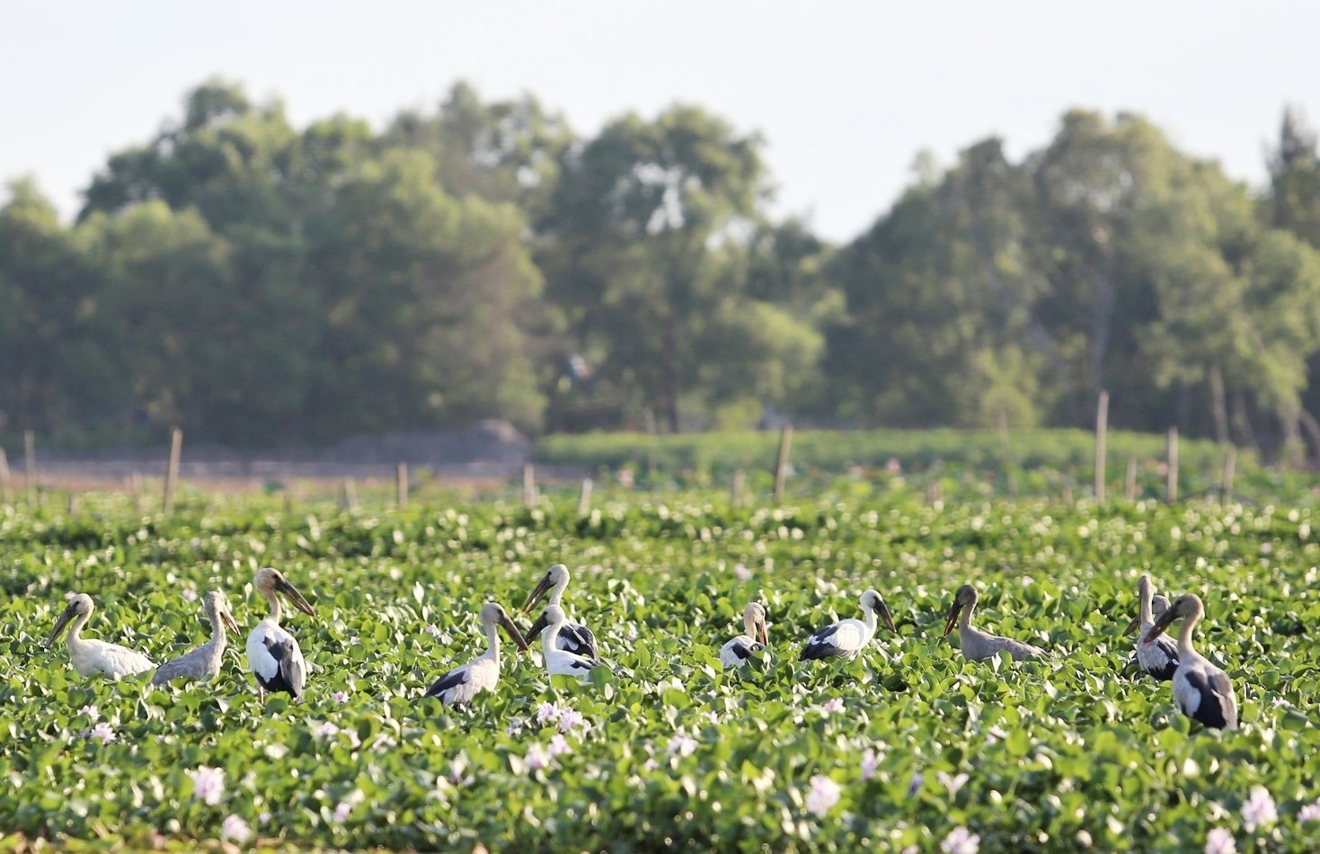 Thousands of rare storks flock to water hyacinth river in Vietnam Stunning scene as thousands of rare storks flock Say swamp, central Vietnam