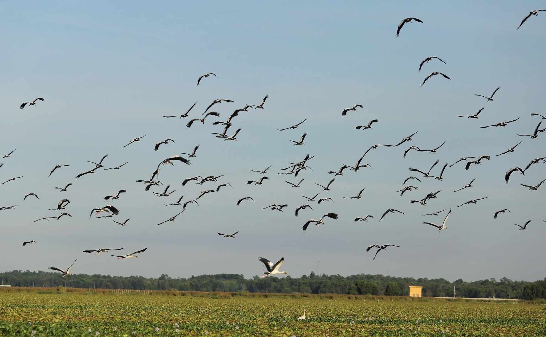 Thousands of rare storks flock to water hyacinth river in Vietnam Stunning scene as thousands of rare storks flock Say swamp, central Vietnam