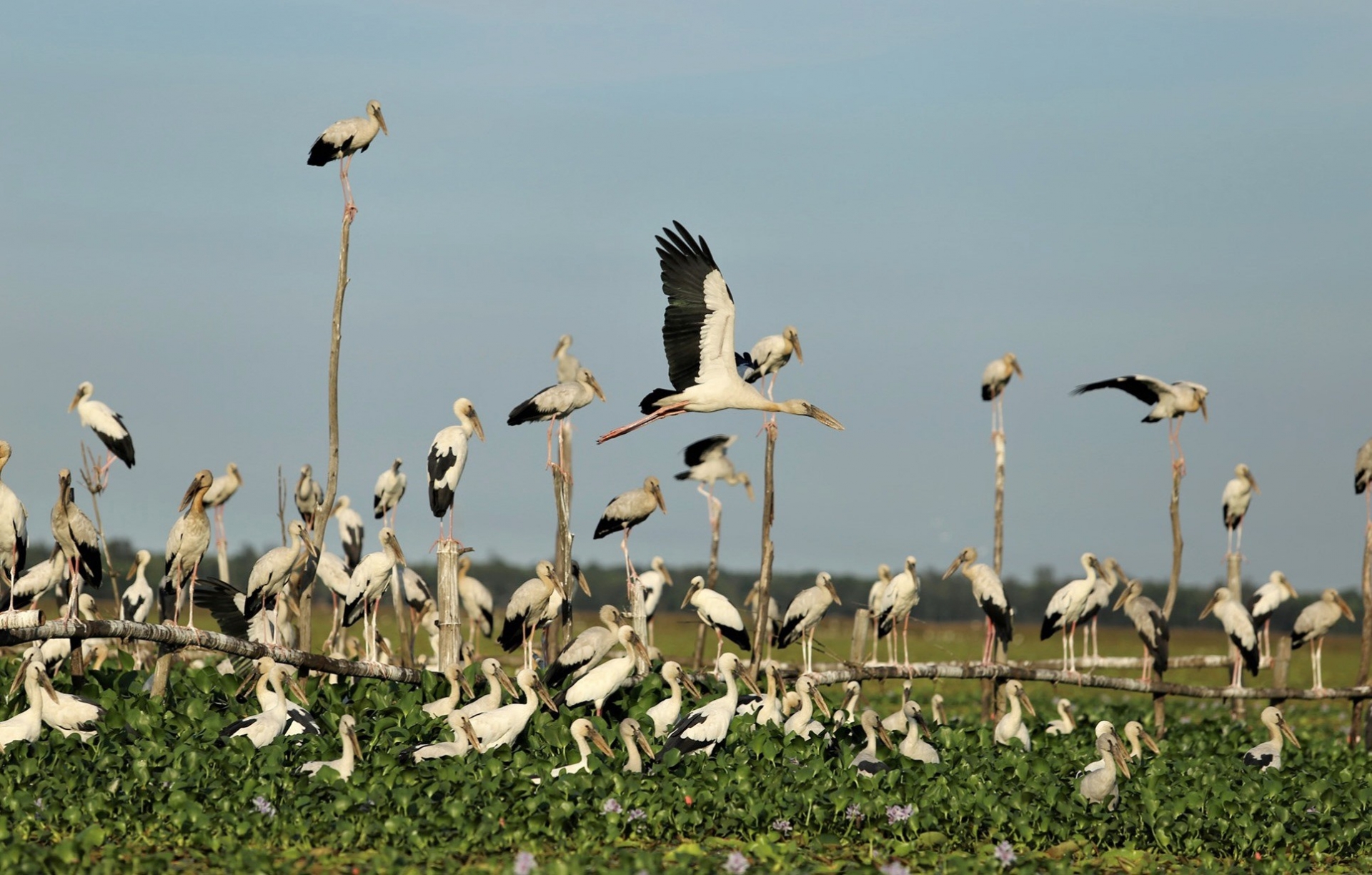 Thousands of rare storks flock to water hyacinth river in Vietnam Stunning scene as thousands of rare storks flock Say swamp, central Vietnam