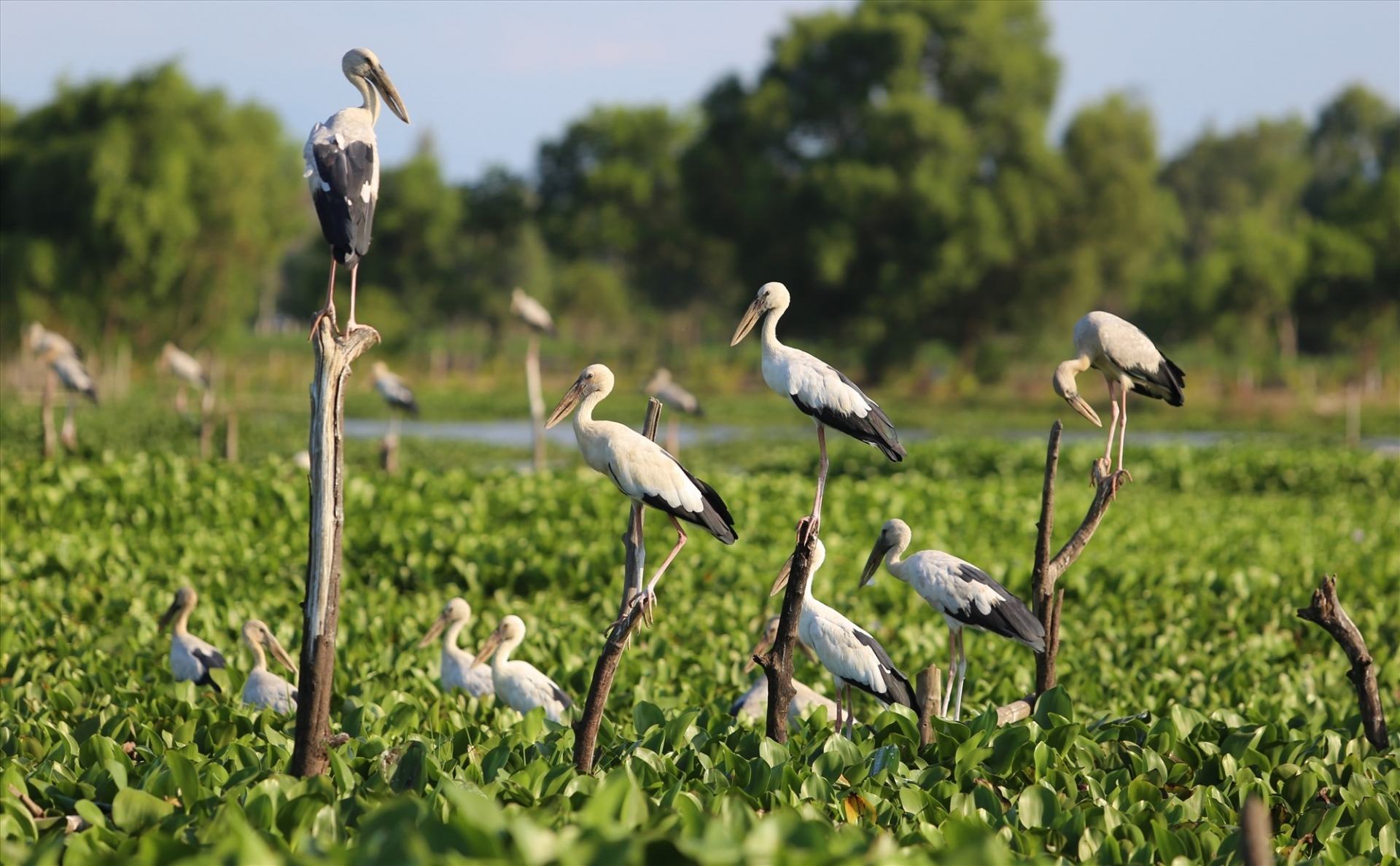 Thousands of rare storks flock to water hyacinth river in Vietnam Stunning scene as thousands of rare storks flock Say swamp, central Vietnam