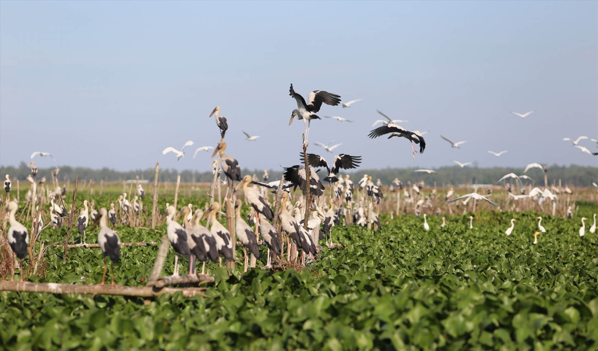 Thousands of rare storks flock to water hyacinth river in Vietnam Stunning scene as thousands of rare storks flock Say swamp, central Vietnam