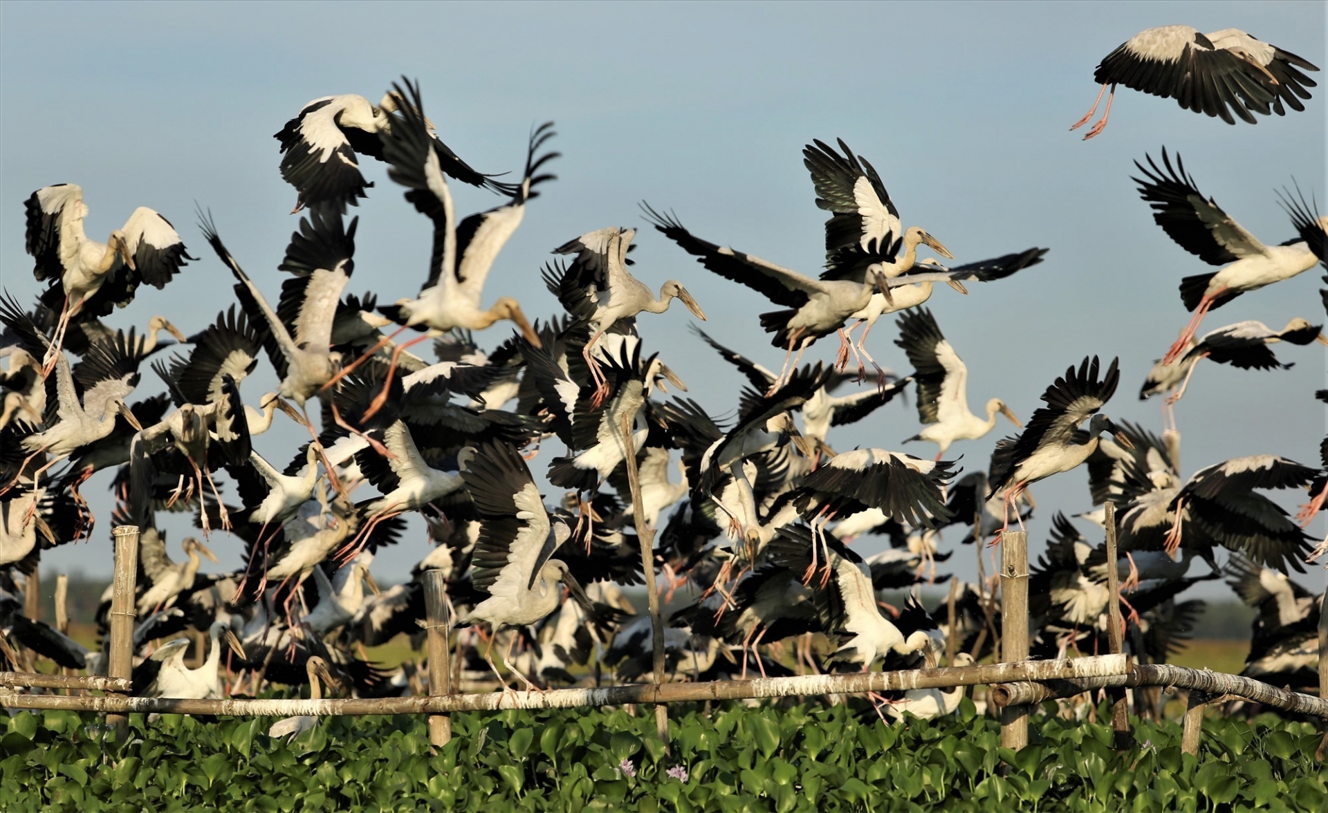 Thousands of rare storks flock to water hyacinth river in Vietnam Stunning scene as thousands of rare storks flock Say swamp, central Vietnam