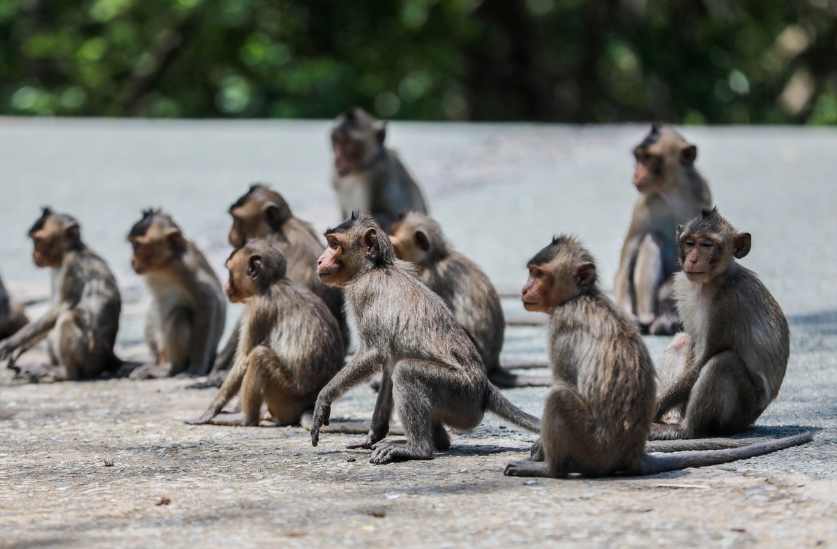 Tourist destination flocked with thousands of monkeys