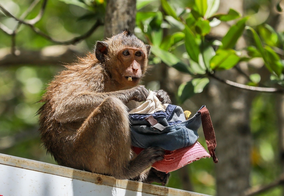 Tourist destination flocked with thousands of monkeys