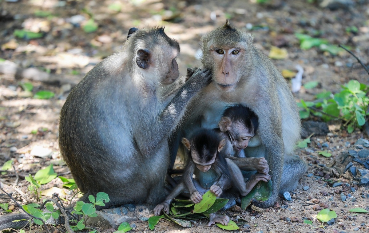 Tourist destination flocked with thousands of monkeys