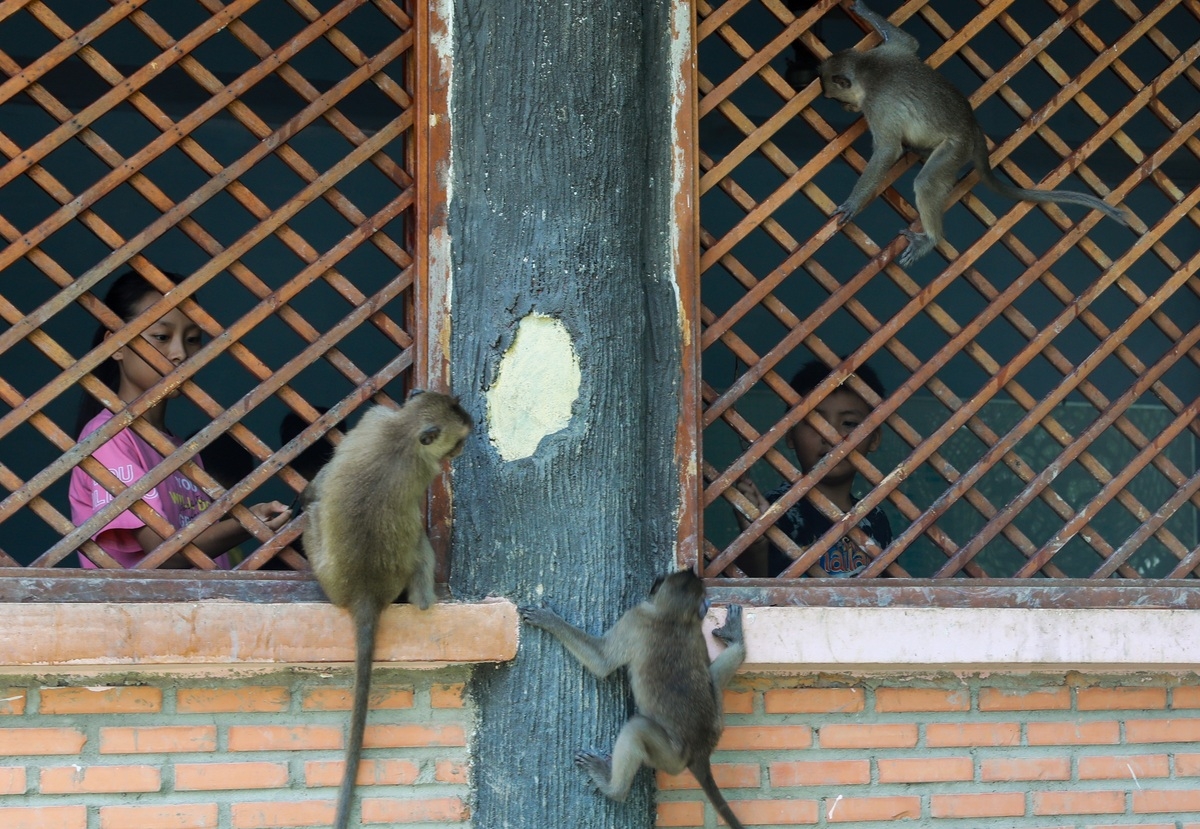 Tourist destination flocked with thousands of monkeys
