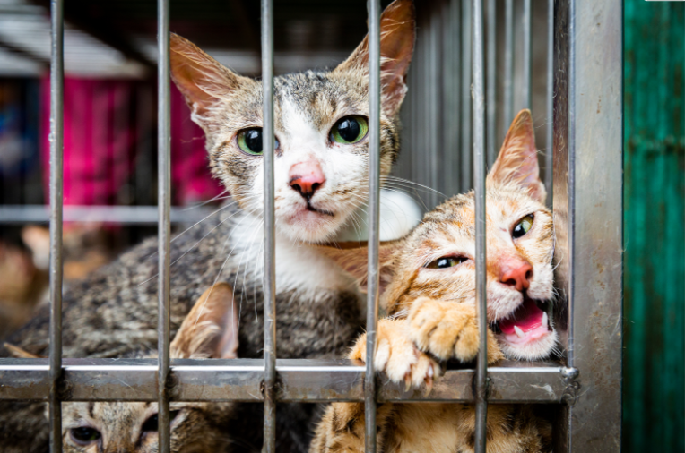The killing and consumption of cats were formerly banned  in Vietnam.