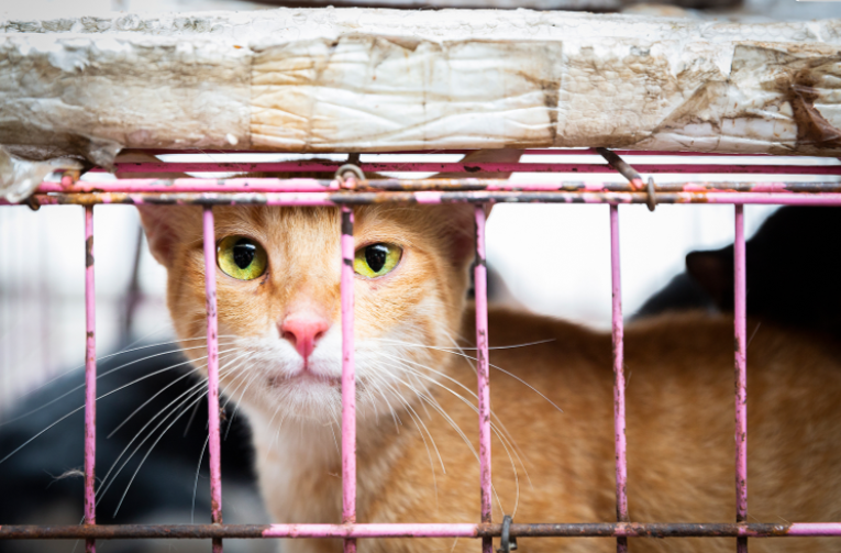 Roughly 1 million cats served for meat trade in Vietnam
