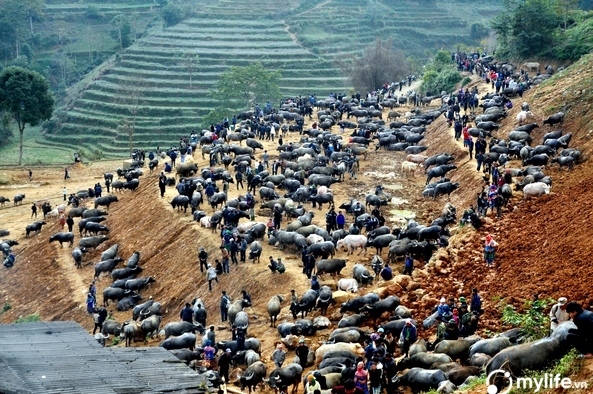 The alluring cultural beauty of moutainous market in Lao Cai Buffaloes market