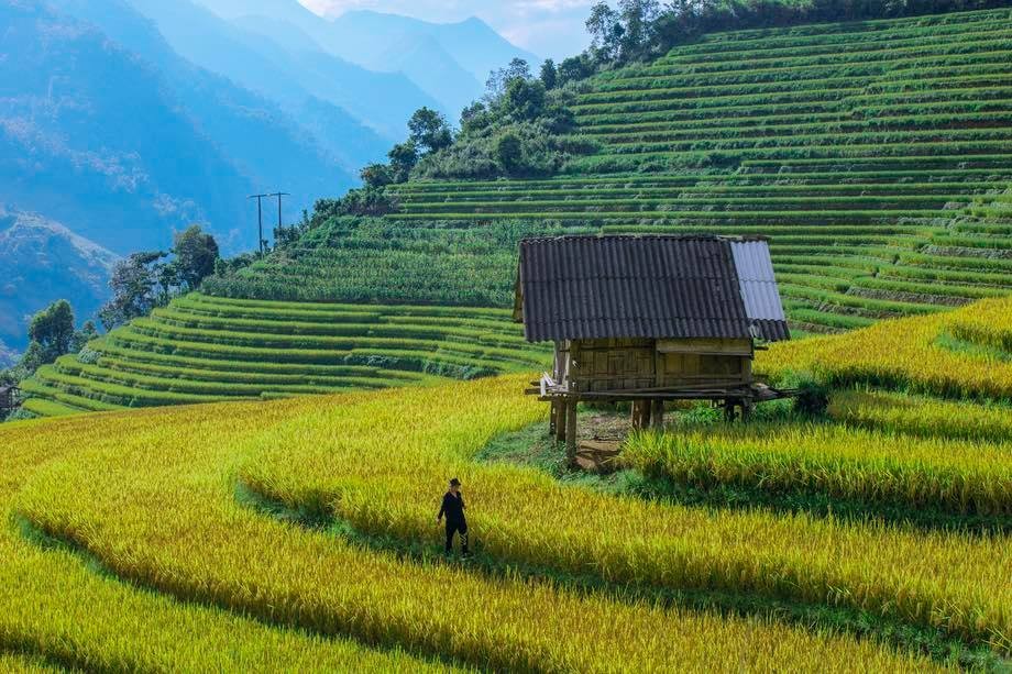 A Quiet Sapa in Ripening Rice Season