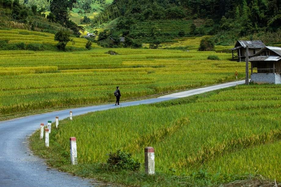 A Quiet Sapa in Ripening Rice Season