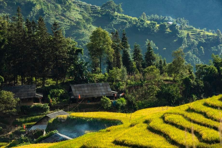 A Quiet Sapa in Ripening Rice Season