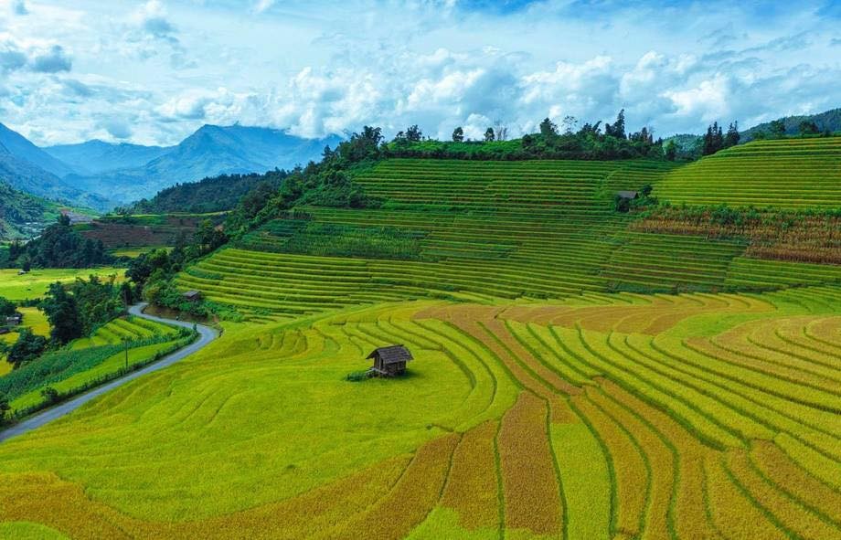 A Quiet Sapa in Ripening Rice Season