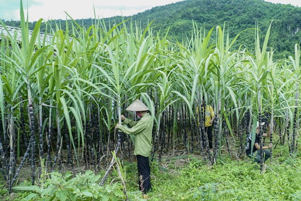 The increase of imported sugar has left the local sugar industry suffering. 