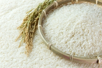 first batch of fragrant rice to be exported under evfta