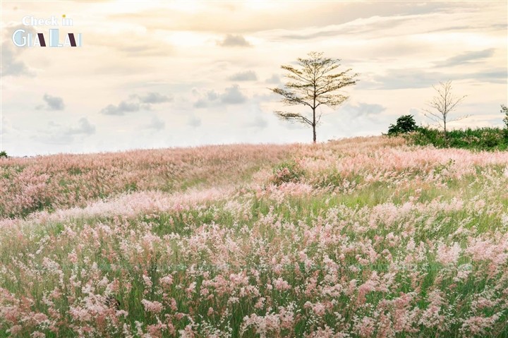 The Pink Grass Fields of Gia Lai