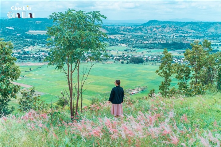 The Pink Grass Fields of Gia Lai