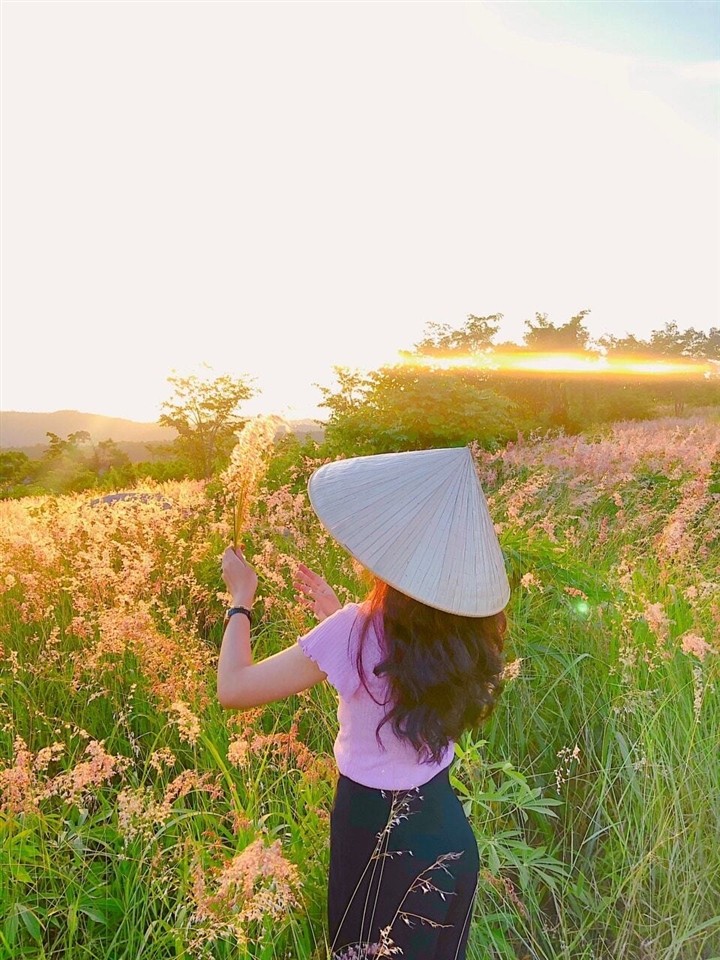 The Pink Grass Fields of Gia Lai
