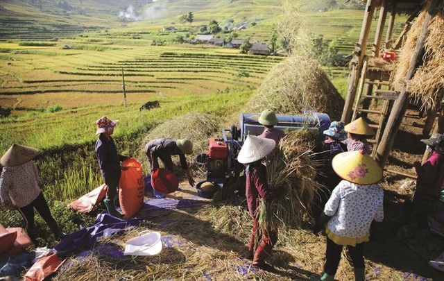 The Allure of Golden Terraces in Ta Leng