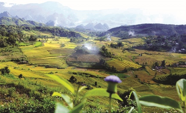 The Allure of Golden Terraces in Ta Leng