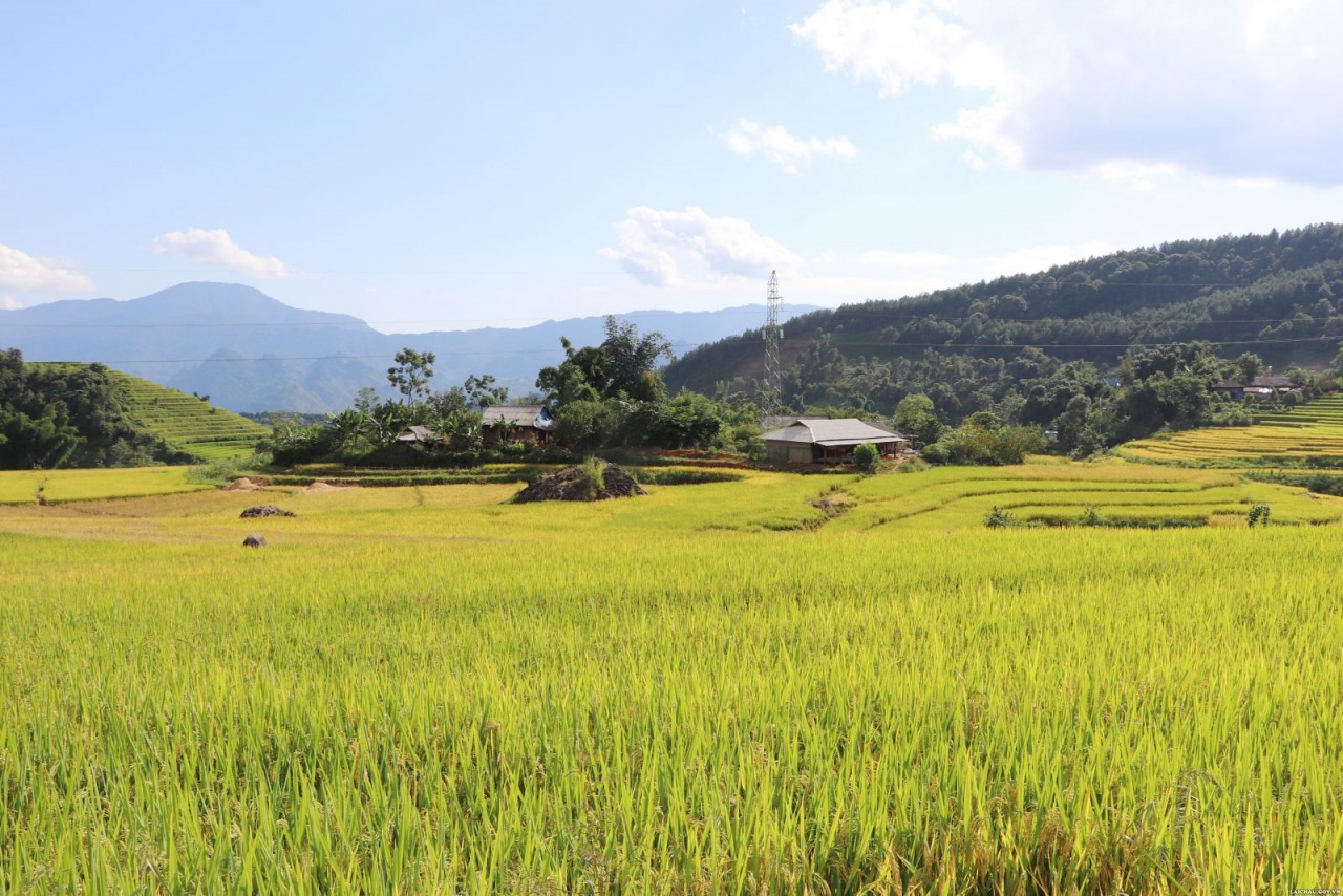 The Allure of Golden Terraces in Ta Leng