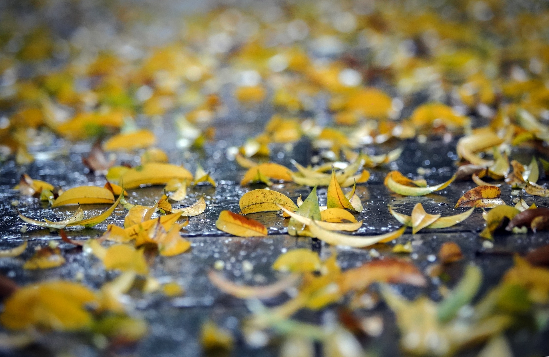 Graceful Hanoi in autumn days Graceful Hanoi in autumn days
