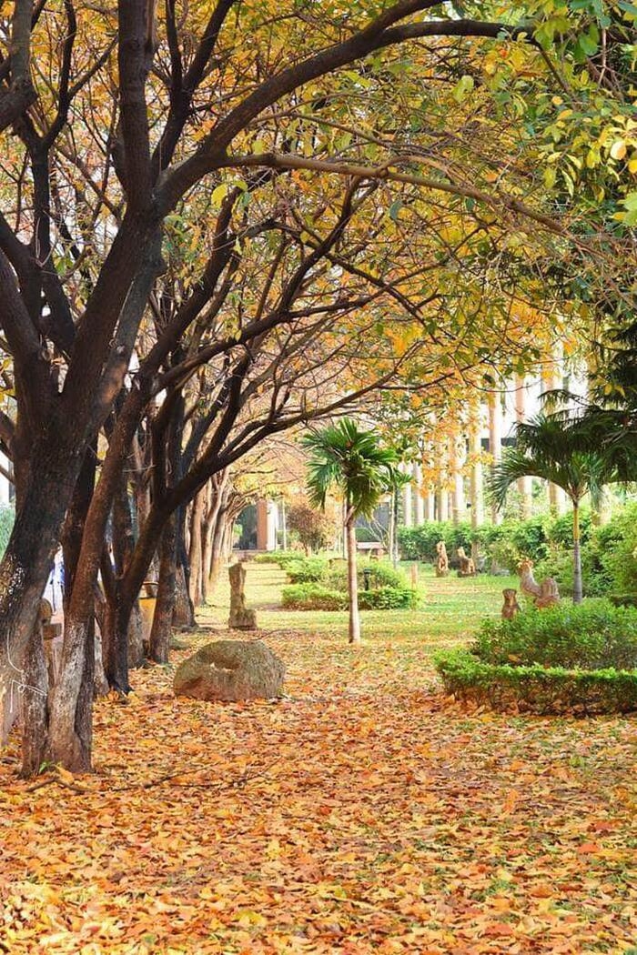 Romatic “love road”, favorite check-in place of Hanoian in every winter