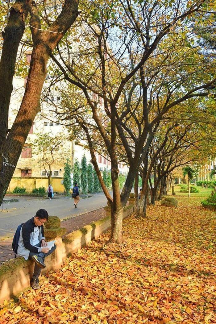 Romatic “love road”, favorite check-in place of Hanoian in every winter