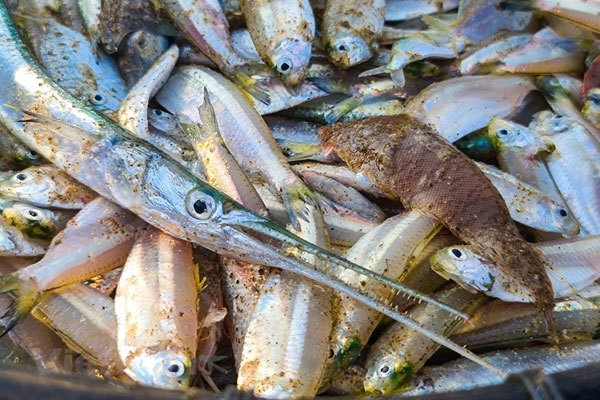 Off-the-beaten-track fishing village in Sam Son Beach