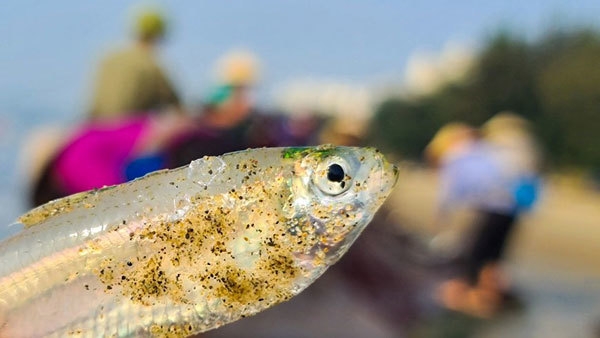 Off-the-beaten-track fishing village in Sam Son Beach