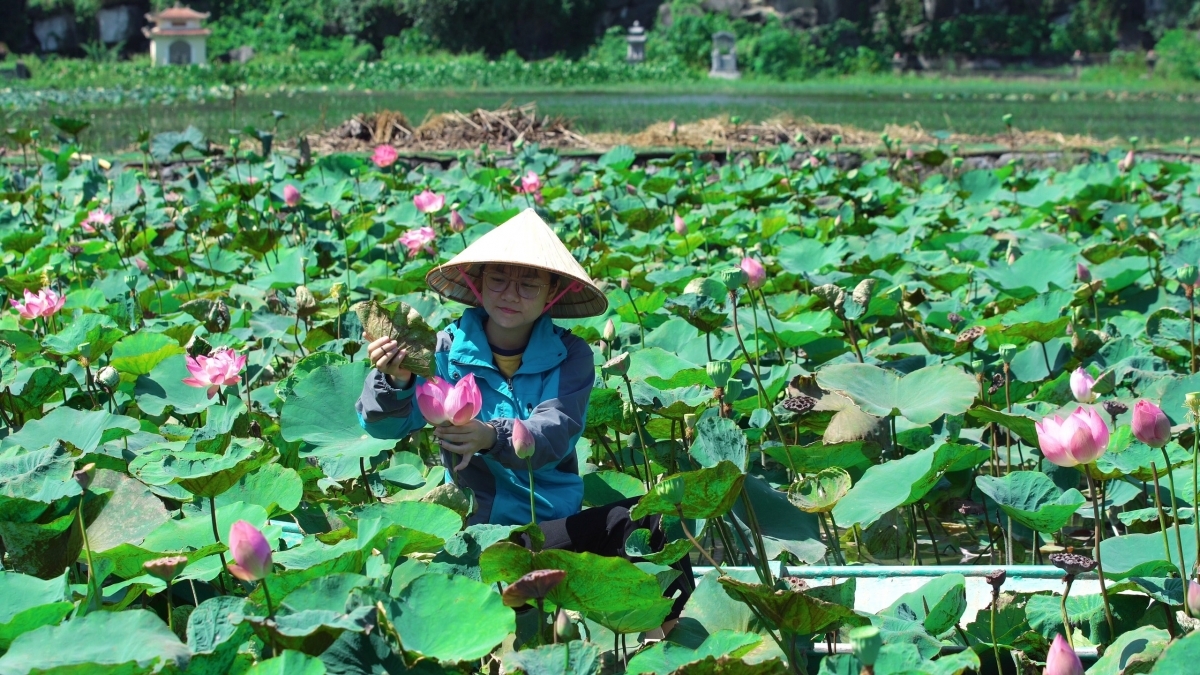 Lotus cuisine in Ninh Binh, a feast for visitors' soul