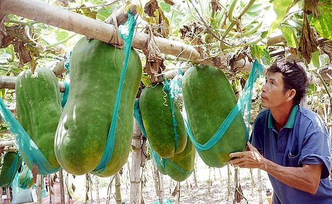 Weirdly giant fruits in Vietnam lesser known to local people