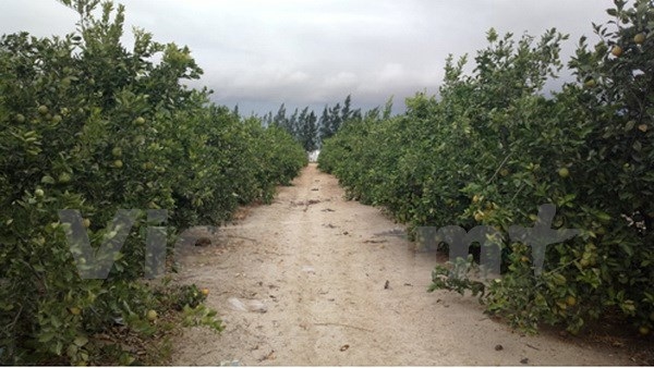Orange is another major crop (photo: vietnam plus) 