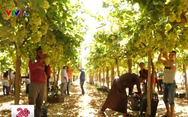 Vietnamese Egyptian earns millions of dollars from farming in desert