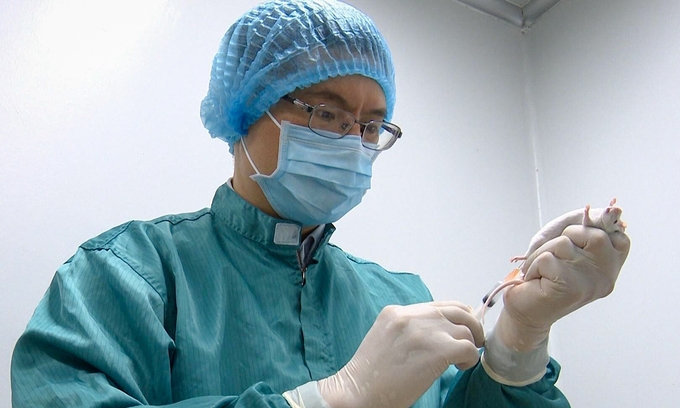 A researcher takes blood sample from a mouse to test for covid-19 antibody response. (photo courtesy of vabiotech) 