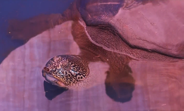 Rafetus swinhoei  is a very rare species in the world (Photo: VTV)  
