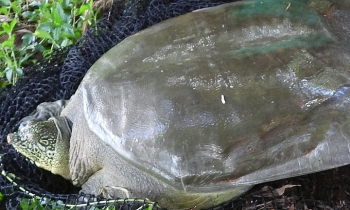 Descendant of endangered Hoan Kiem turtle found in suburban Hanoi