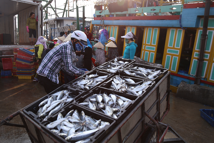 Fish is among high volume export products in Vietnam (Photo: VNE)  