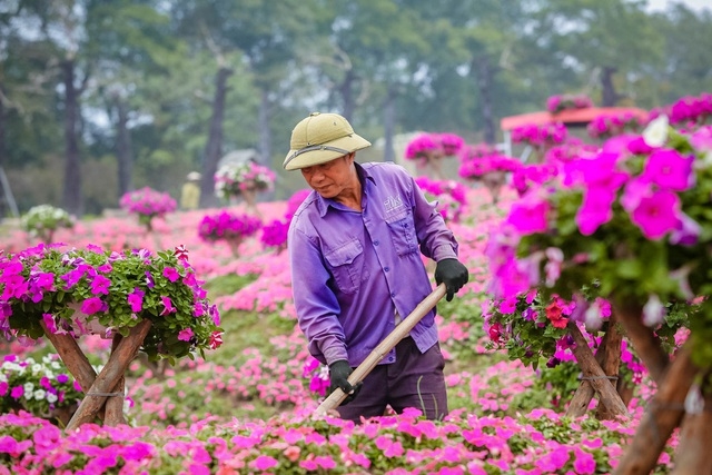 Purple carpet of impatiens walleriana for a sense of romance in Hanoi