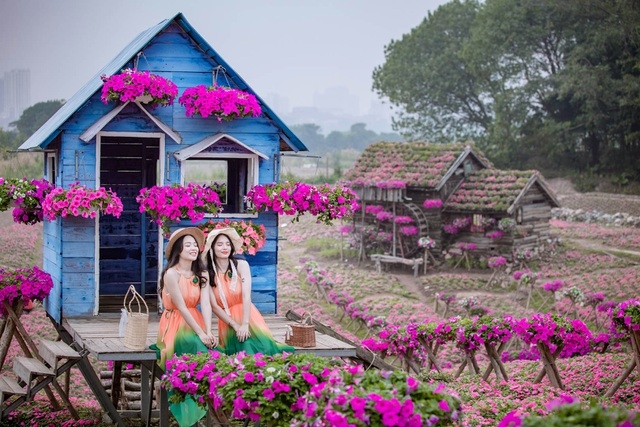 Purple carpet of impatiens walleriana for a sense of romance in Hanoi