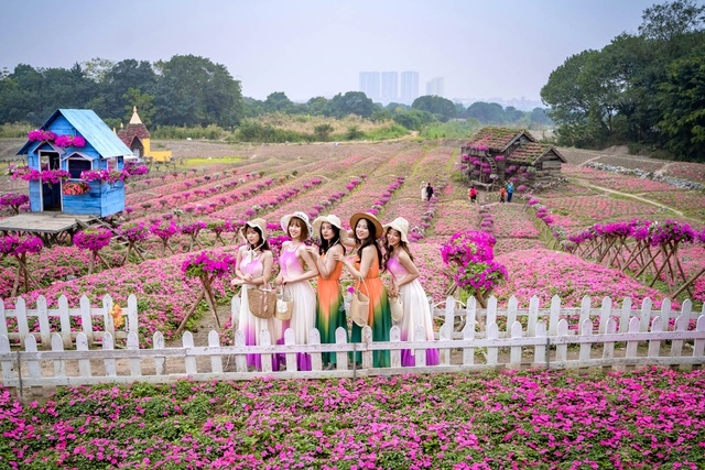 Purple carpet of impatiens walleriana for a sense of romance in Hanoi
