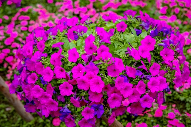 Purple carpet of impatiens walleriana for a sense of romance in Hanoi