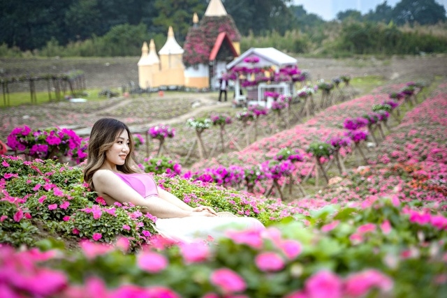 Purple carpet of impatiens walleriana for a sense of romance in Hanoi