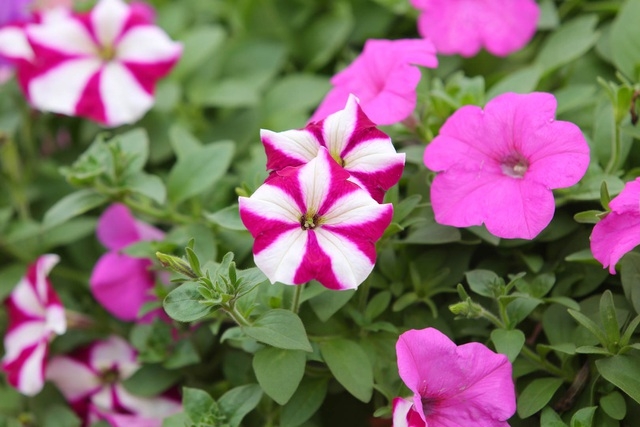 Purple carpet of impatiens walleriana for a sense of romance in Hanoi