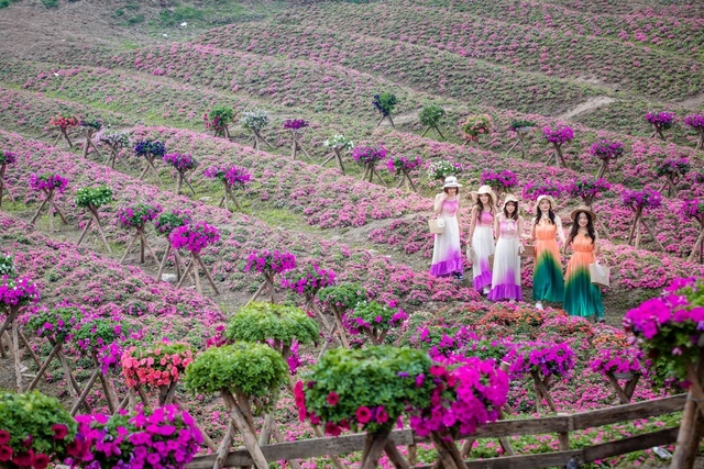 Purple carpet of impatiens walleriana for a sense of romance in Hanoi