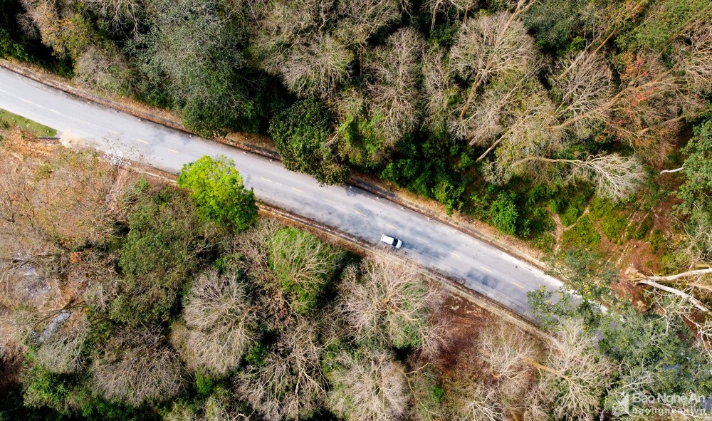 In photos: Spectacular Lagerstroemia tomentosa forest in the central Vietnam from bird-eye view