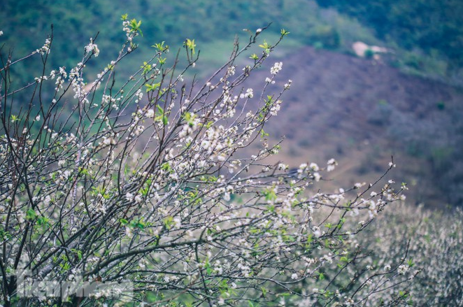 Plum blossoms turns Moc Chau into a white paradise