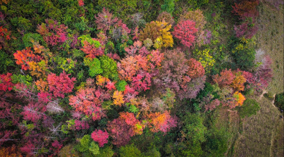 Cao Bang maple forest 